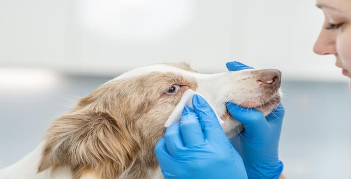 Thumbnail Image for How to Keep Your Dog's Eyes Clean