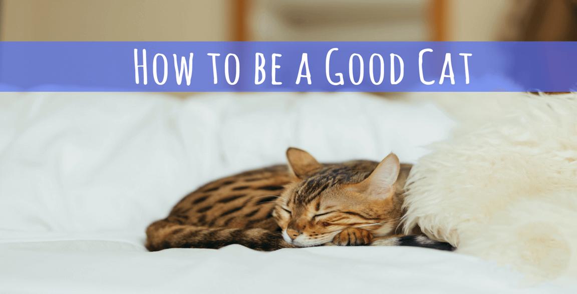 How to be a Good Cat