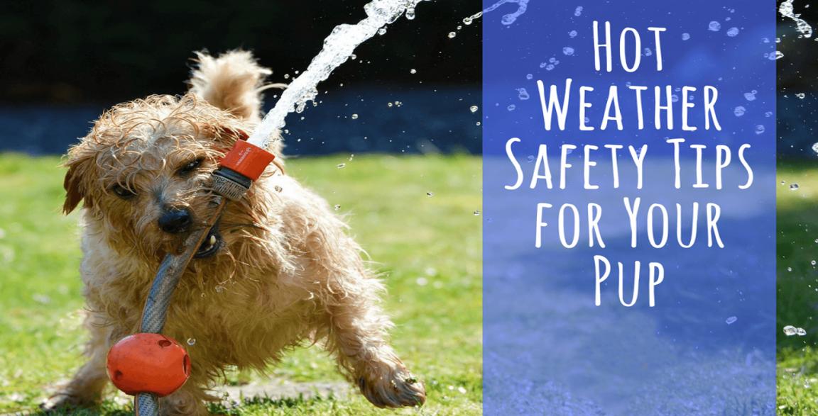 Hot Weather Safety Tips for Your Pup