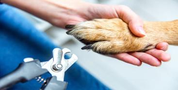 Thumbnail Image for How Often Should You Trim Your Pet’s Nails?
