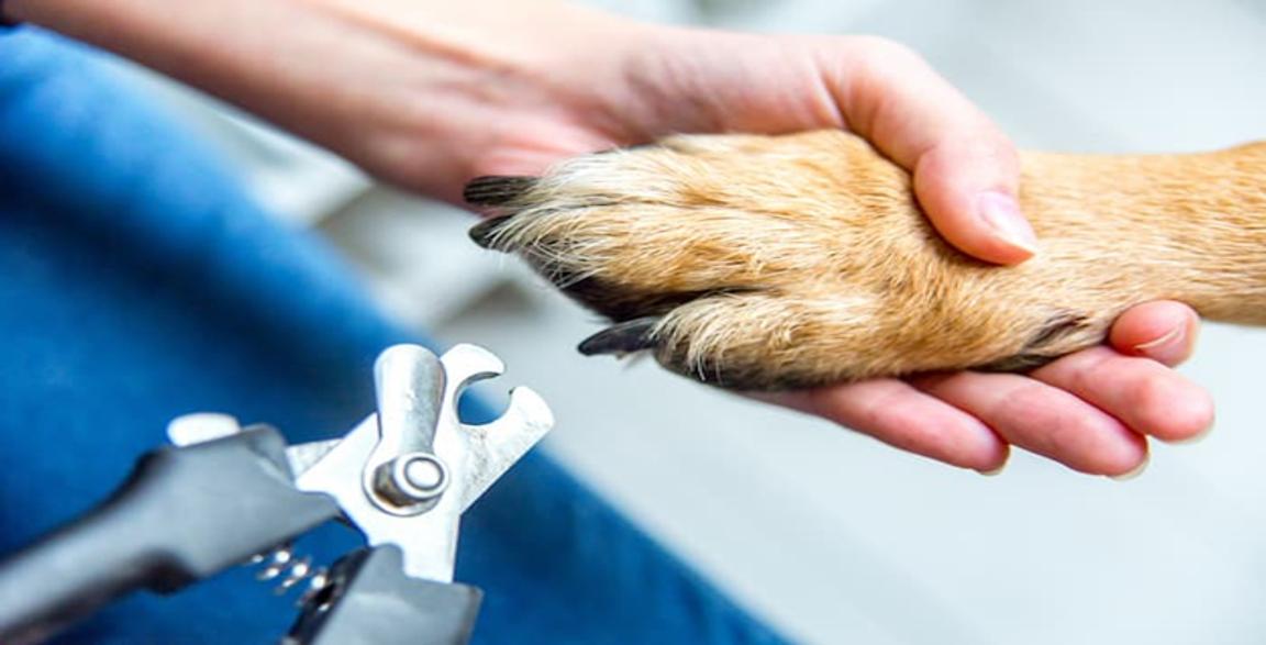 Thumbnail Image for How Often Should You Trim Your Pet’s Nails?