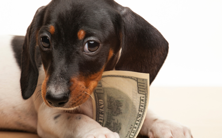 funding-your-mobile-pet-grooming-franchise-708x440