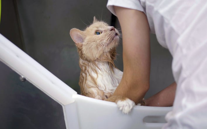 exploring-the-mobile-pet-services-franchise-708x440