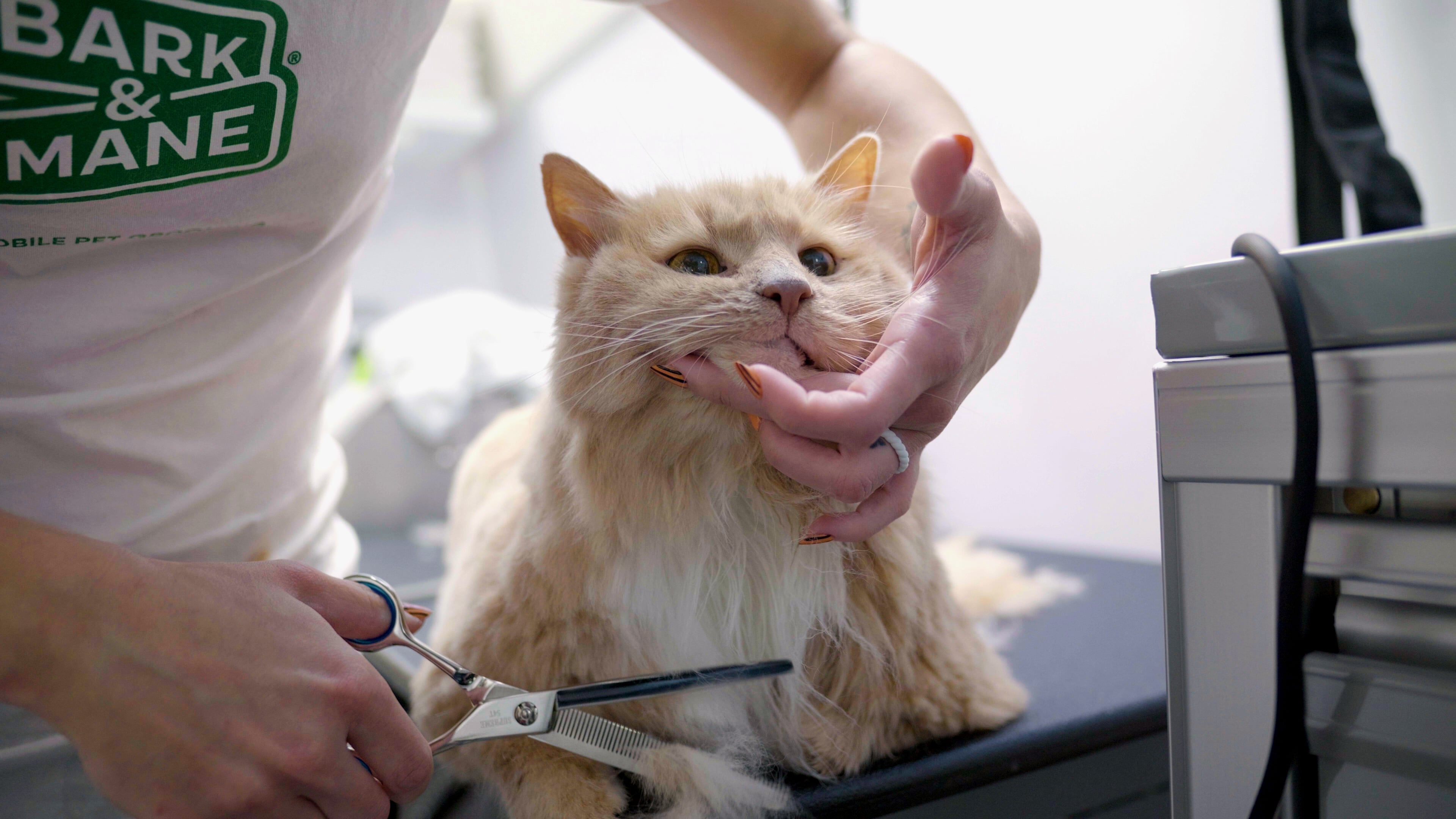 Comprehensive Pet Service Franchise Grooming for Dogs and Cats_Revised