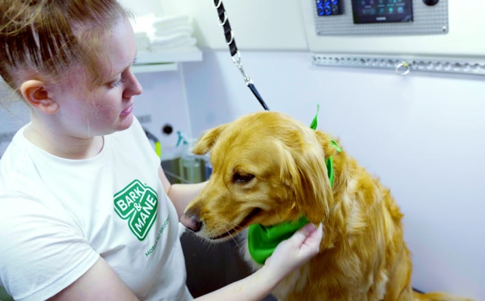 how-we-care-for-pets-the-bark--mane-way-708x440