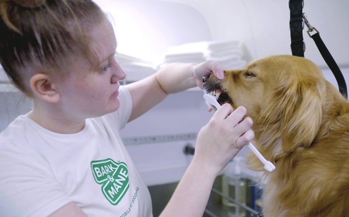 improving-the-well-being-of-pets-pic-708x440