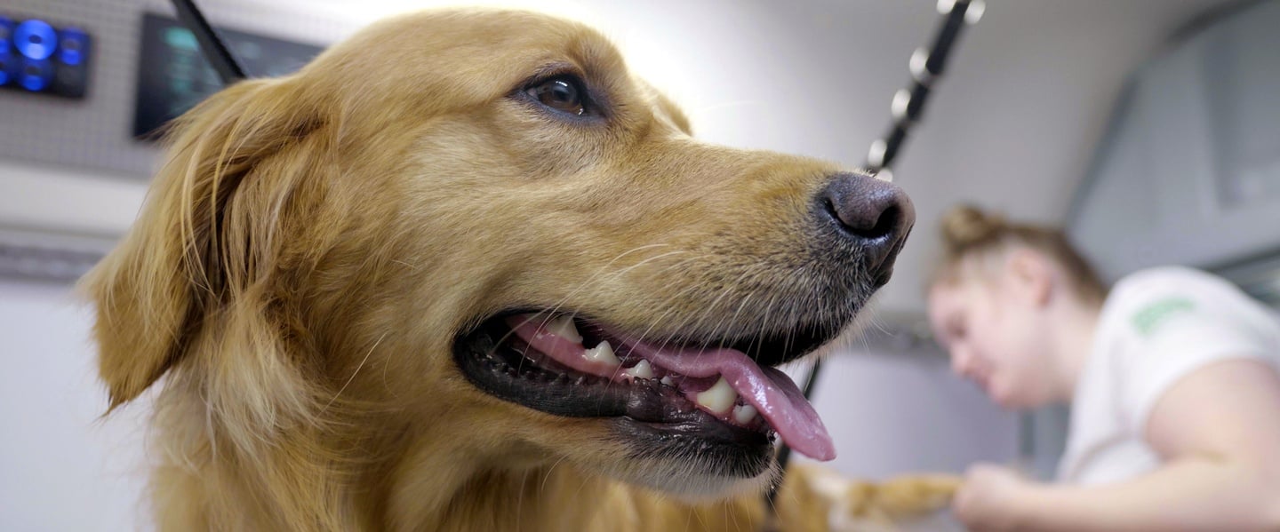 pet_care_hero_1440x599_v2